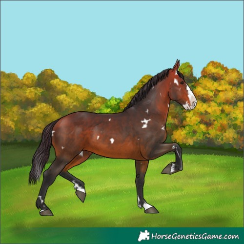 Horse Color:White Spotted Bay Splash 