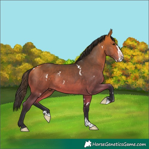 Horse Color:White Spotted Bay Splash