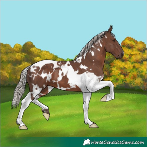 Horse Color:White Spotted Silver Black Tobiano 