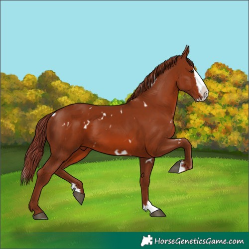 Horse Color:White Spotted Chestnut Splash 
