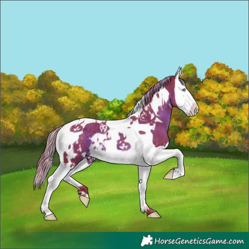 Horse Color:Watercolor White Spotted Liver Chestnut Splash Tobiano