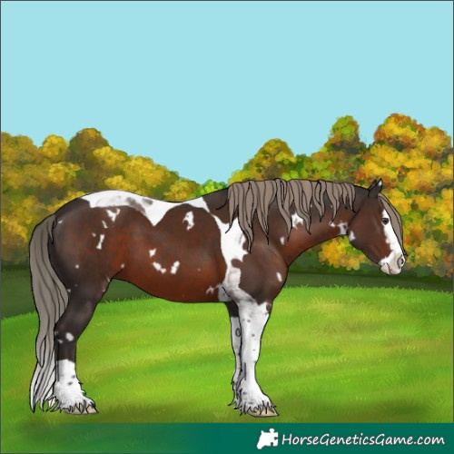 Horse Color:White Spotted Liver Chestnut Splash Tobiano