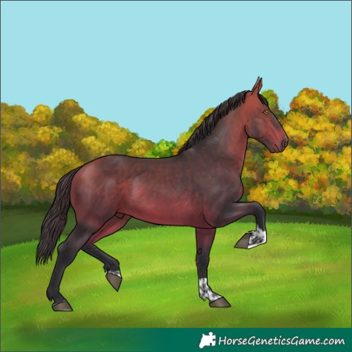 Horse Color:Bay Tobiano