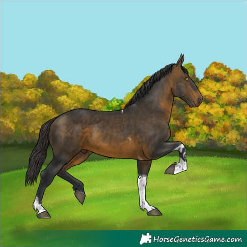 Horse Color:Brown Tobiano 