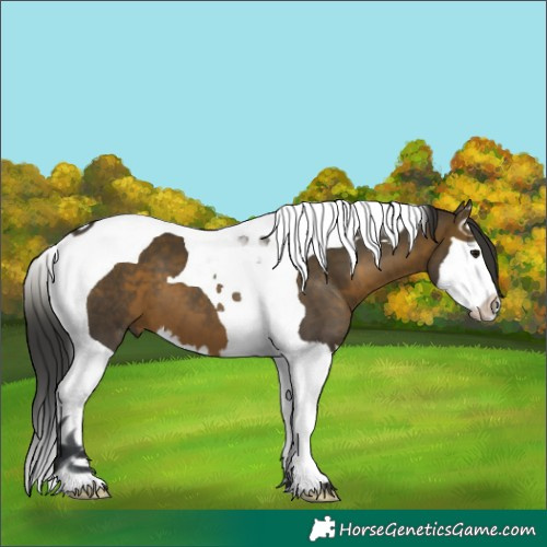 Horse Color:Brown Splash Tobiano 