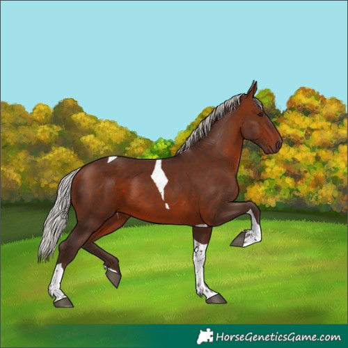 Horse Color:Silver Brown Tobiano 