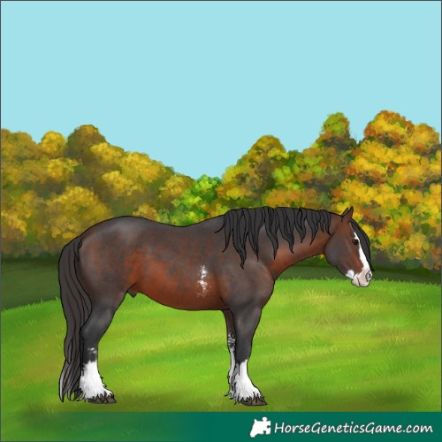 Horse Color:Brown Sabino Splash 