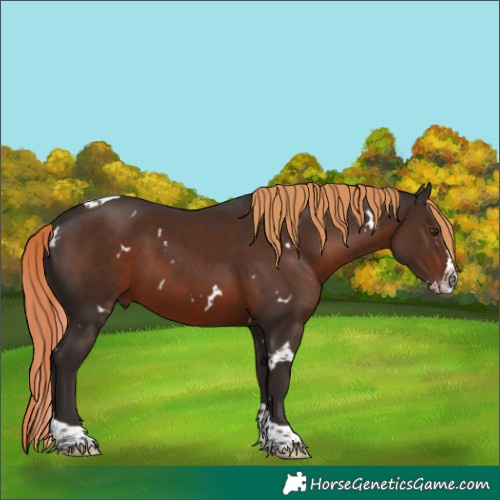 Horse Color:White Spotted Liver Chestnut Splash Tobiano