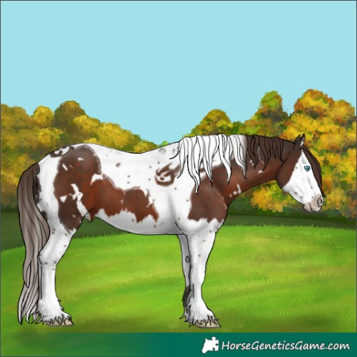 Horse Color:White Spotted Liver Chestnut Splash Tobiano