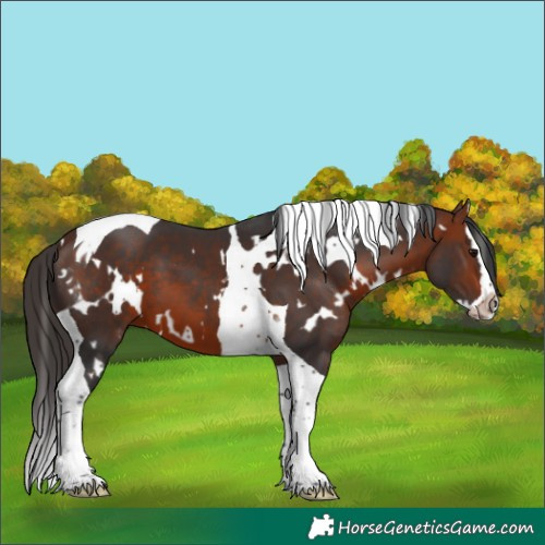 Horse Color:White Spotted Bay Splash Tobiano