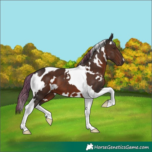 Horse Color:White Spotted Liver Chestnut Tobiano 