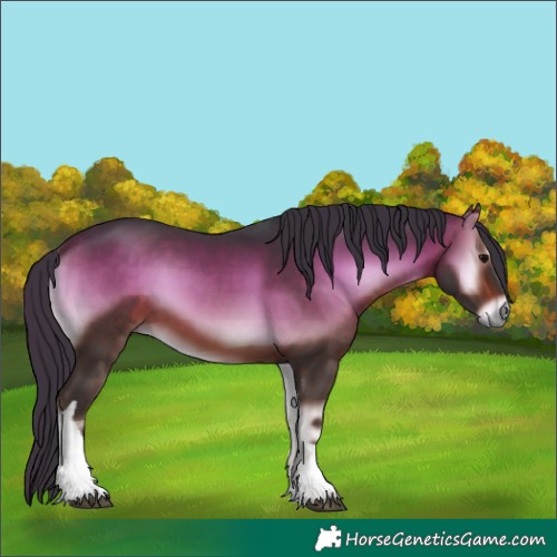Horse Color:Bay Onyx Tobiano 