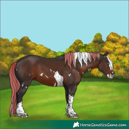 Horse Color:White Spotted Liver Chestnut Splash Tobiano 