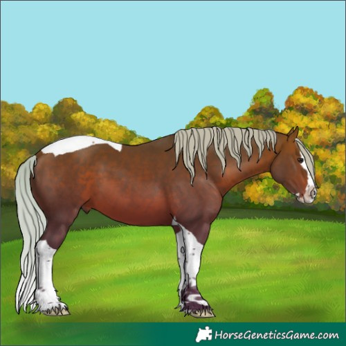 Horse Color:Silver Brown Splash Tobiano 