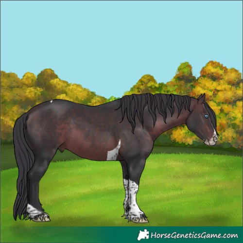Horse Color:Brown Splash Tobiano