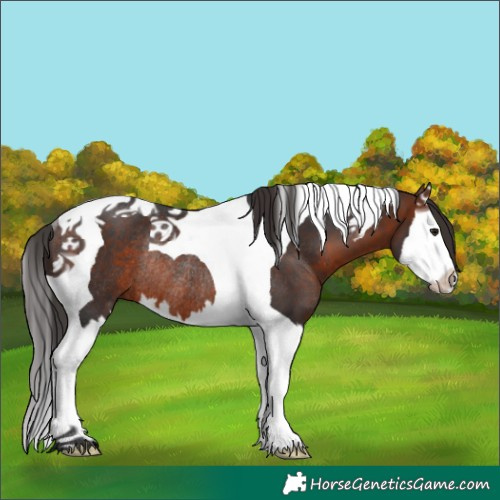 Horse Color:Bay Splash Tobiano Rabicano 