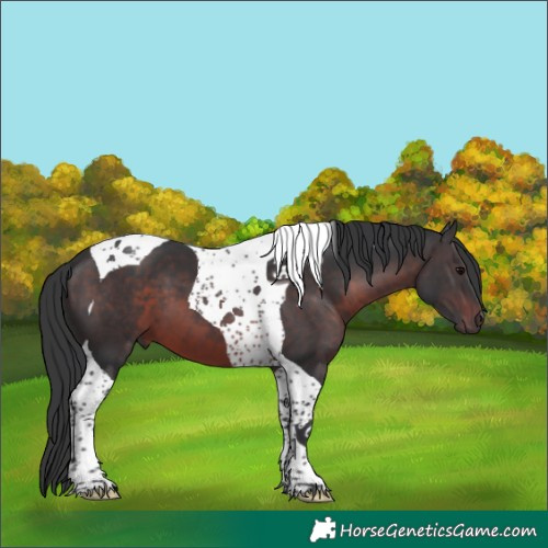 Horse Color:Brown Tobiano
