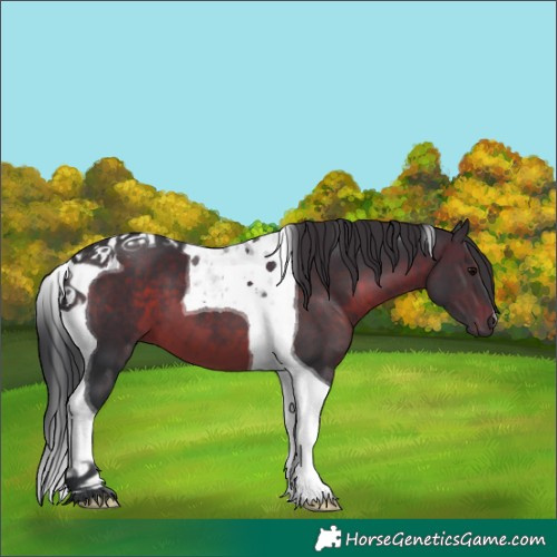 Horse Color:Brown Tobiano 