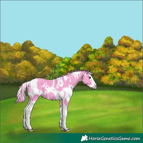 Horse Color:Watercolor White Spotted Black Splash Tobiano 