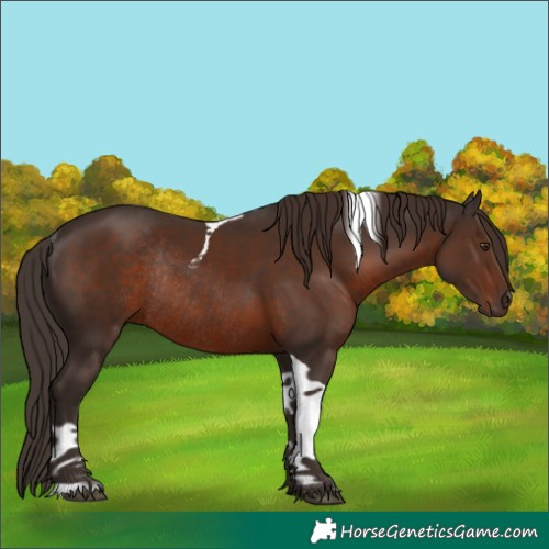 Horse Color:Liver Chestnut Tobiano Rabicano 