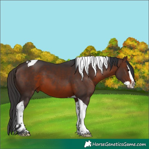 Horse Color:Brown Splash Tobiano 
