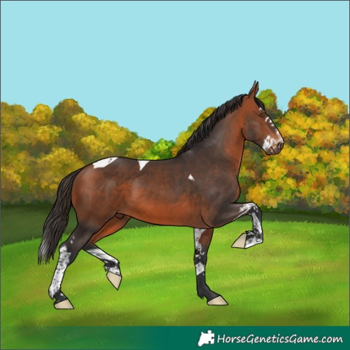 Horse Color:Bay Splash Tobiano