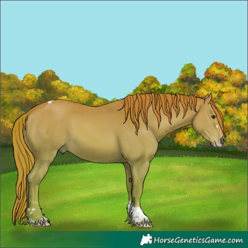 Horse Color:Chestnut Splash Tobiano
