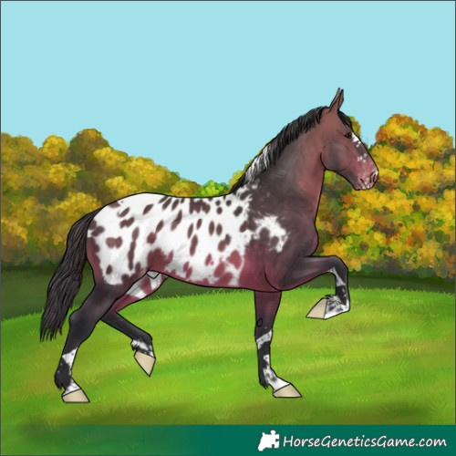 Horse Color:Bay Splash Tobiano Appaloosa 