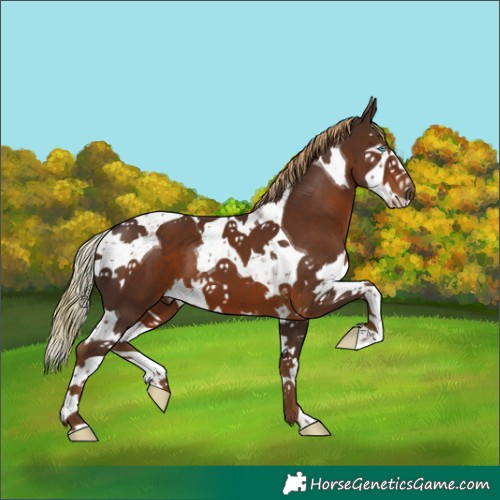 Horse Color:Liver Chestnut Splash Tobiano 