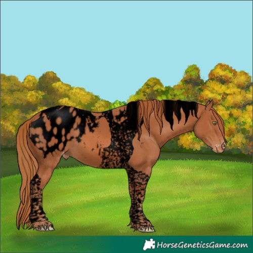Horse Color:Void Chestnut Tobiano Appaloosa 