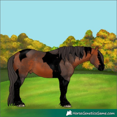 Horse Color:Void Bay Splash Tobiano