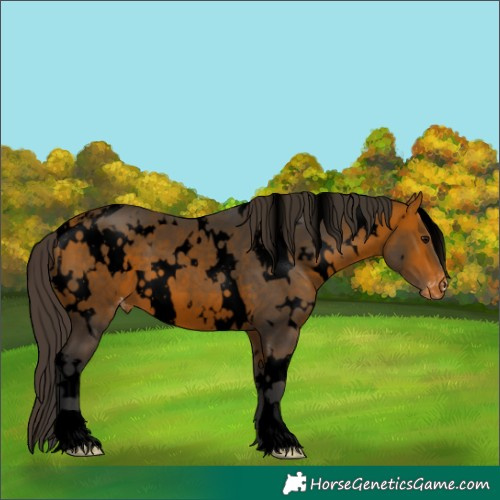 Horse Color:Void White Spotted Bay Appaloosa