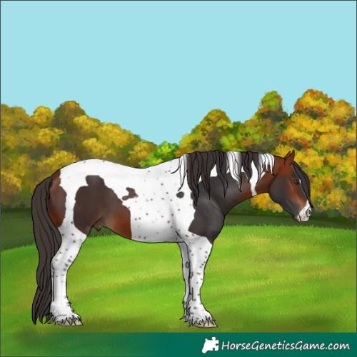 Horse Color:Bay Tobiano 