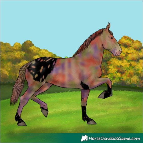 Horse Color:Void Nacre Chestnut Tobiano Blanket