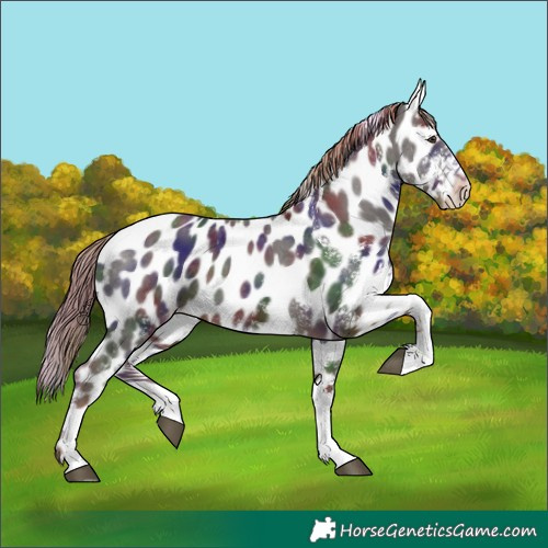 Horse Color:Nacre White Spotted Liver Chestnut Leopard