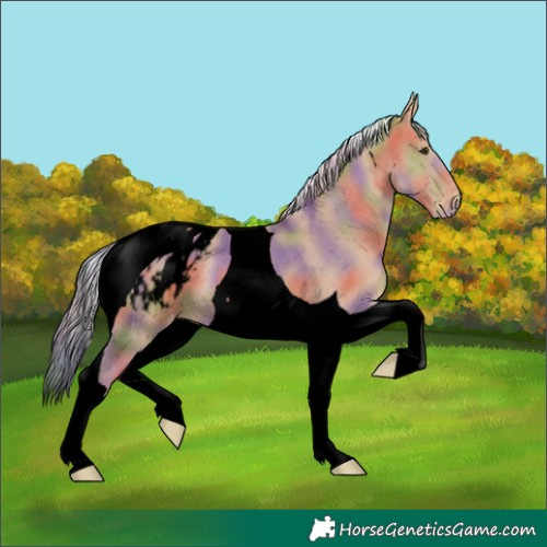 Horse Color:Void Nacre Chestnut Mushroom Tobiano Blanket