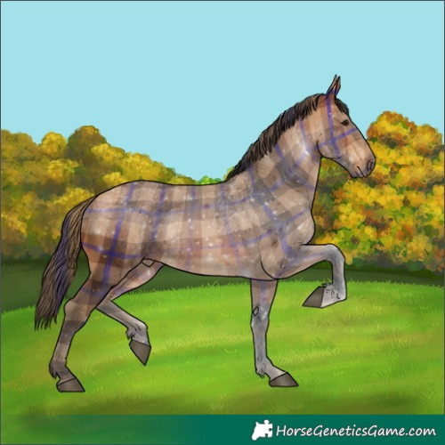Horse Color:Plaid Bay