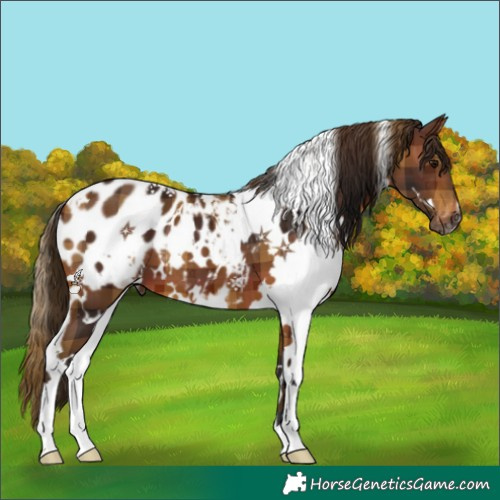 Horse Color:Gray Plaid  White Spotted Bay Blanket 