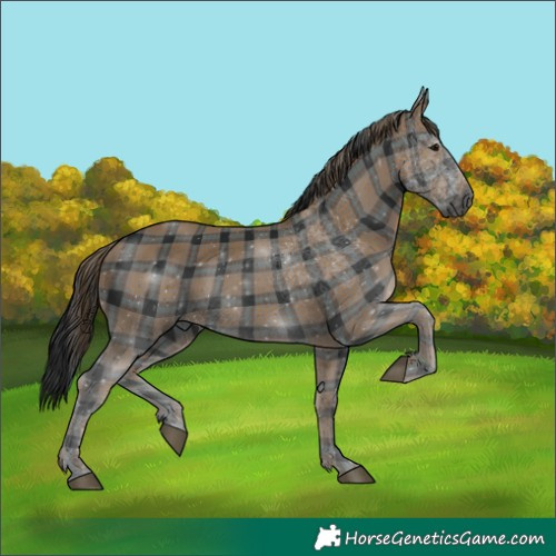 Horse Color:Gray Plaid White Spotted Black