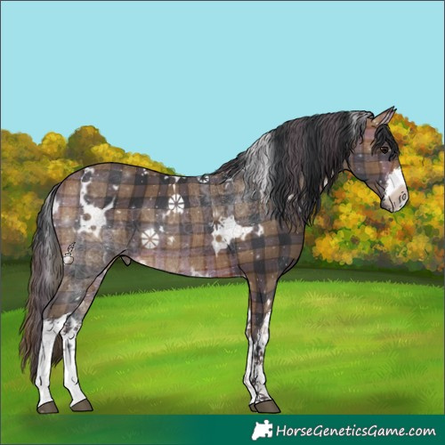 Horse Color:Plaid  White Spotted Brown 