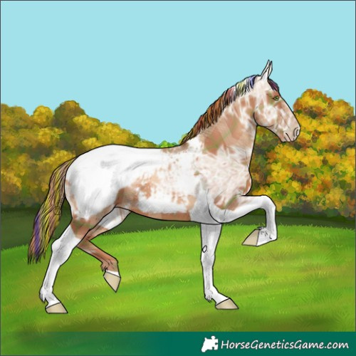 Horse Color:Painted Plaid Gold Champagne Ice Tobiano Appaloosa