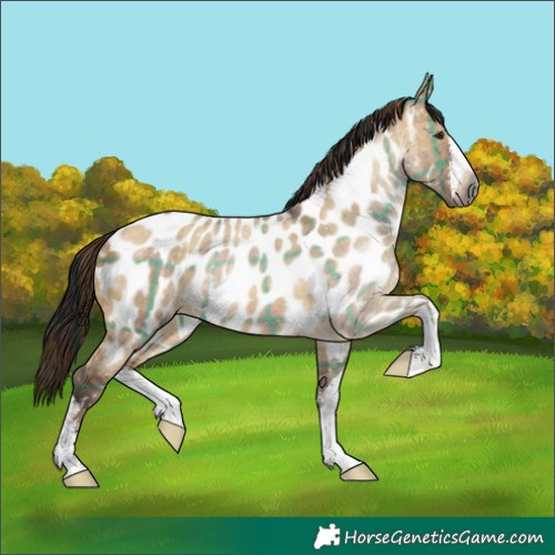 Horse Color:Gray Plaid  White Spotted Brown Dun Appaloosa 