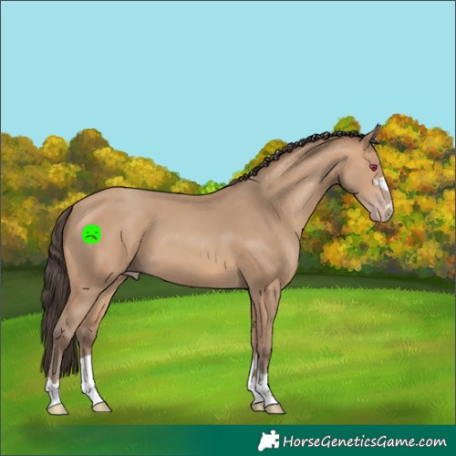 Horse Color:Amber Champagne 