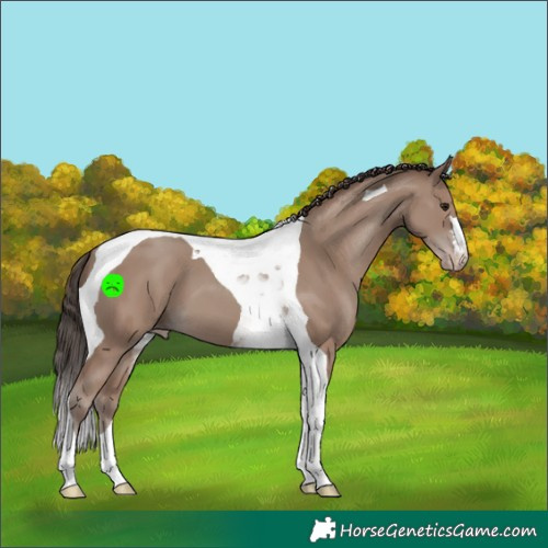 Horse Color:Classic Champagne Tobiano