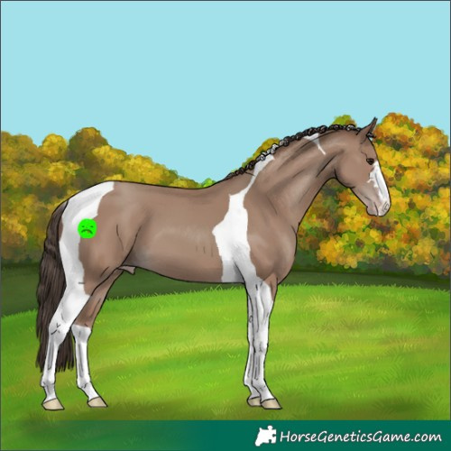 Horse Color:Classic Champagne Tobiano