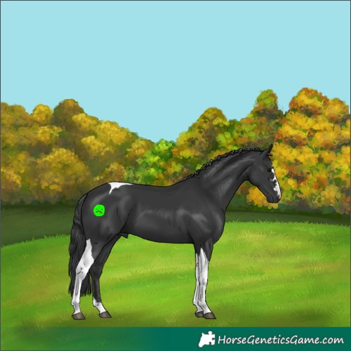 Horse Color:Black Tobiano 