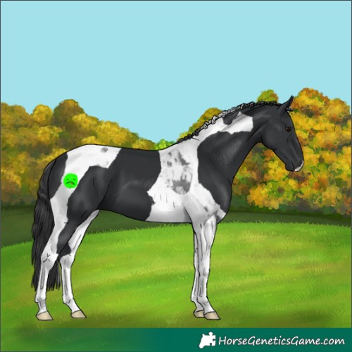 Horse Color:Black Tobiano 