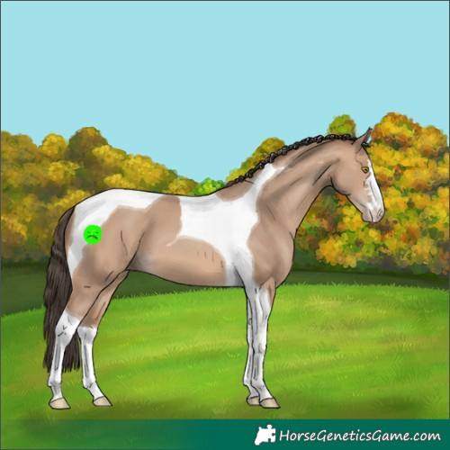 Horse Color:Amber Champagne Tobiano 