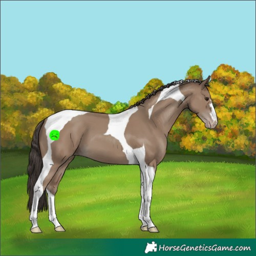 Horse Color:Classic Champagne Tobiano 