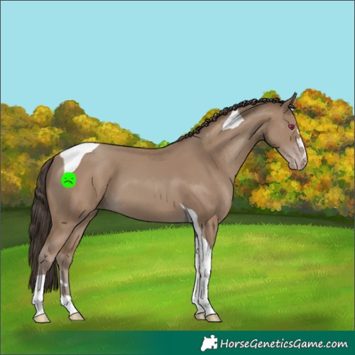 Horse Color:Classic Champagne Tobiano